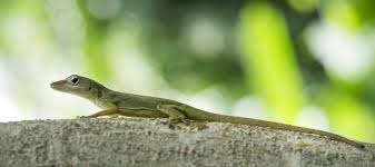 Lizard Control